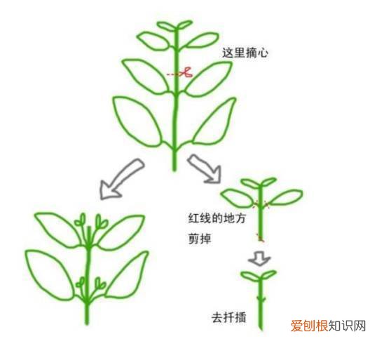 天竺葵又矮又勤花的品种，让天竺葵、矮牵牛、三角梅开满怀的诀窍，一学就会