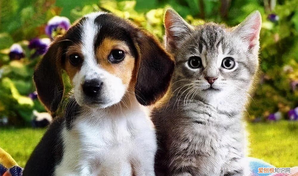 动物的商标,解码“宠物经济”:千亿市场,专利、商标成入行“硬指标”