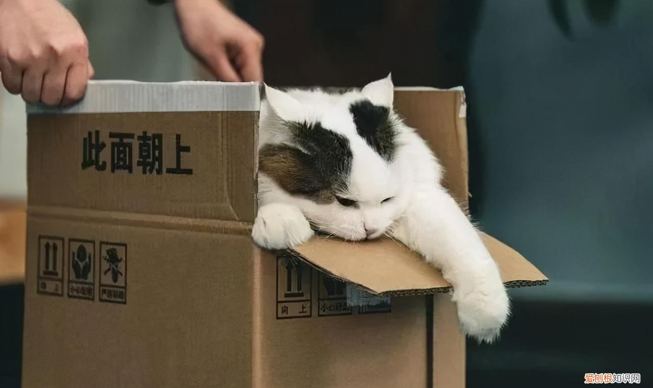 动物的商标,解码“宠物经济”:千亿市场,专利、商标成入行“硬指标”