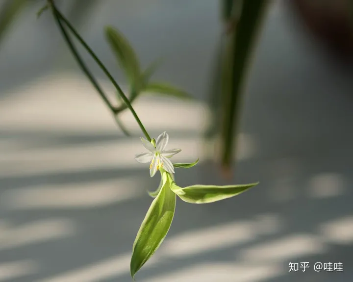 仙人掌类的花怎么养活,仙人掌都能养死,但还想养花怎么办?这本书让你从植物杀手变身为高手