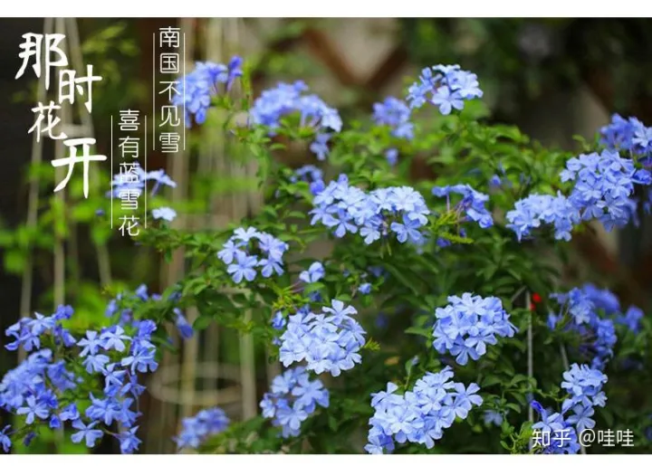 仙人掌类的花怎么养活,仙人掌都能养死,但还想养花怎么办?这本书让你从植物杀手变身为高手