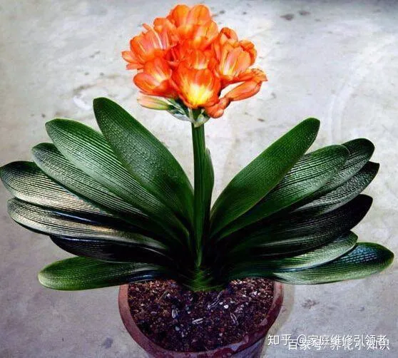 养花的经验,养花学会这些小技巧,再不担心家里的花养不好!