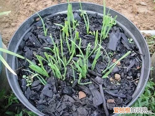 养花怎么调节土壤的酸碱呢?，教你用5种简单、廉价的方法改变土壤酸碱，养花从此不用发愁