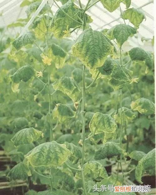 养花怎么调节土壤的酸碱呢?，教你用5种简单、廉价的方法改变土壤酸碱，养花从此不用发愁