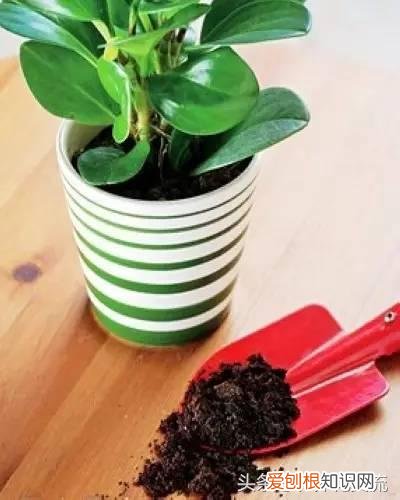 养花怎么调节土壤的酸碱呢?，教你用5种简单、廉价的方法改变土壤酸碱，养花从此不用发愁