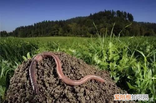 养花怎么调节土壤的酸碱呢?，教你用5种简单、廉价的方法改变土壤酸碱，养花从此不用发愁