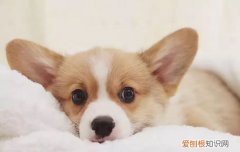 柯基半夜不睡觉 柯基晚上不睡觉妙招