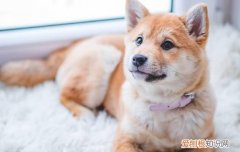 养博美的禁忌博美有多重 养博美的禁忌