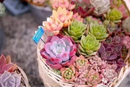 最有效的对付小黑飞的方法,高招|教你彻底消灭恼人的小黑飞