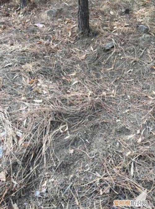 家里养花的土怎么弄，养花没有土，盆里掺点它，花芽呼呼长，再也不用买土