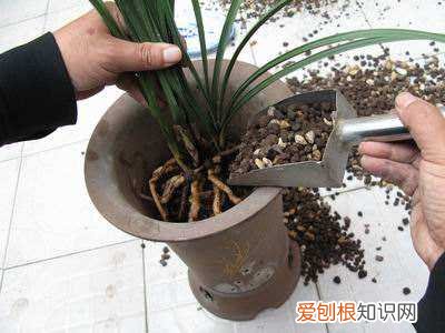 家里养花的土怎么弄，养花没有土，盆里掺点它，花芽呼呼长，再也不用买土