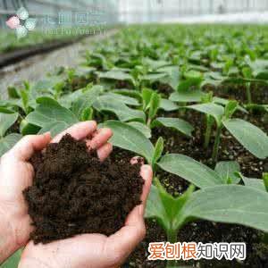 家里养花的土怎么弄，养花没有土，盆里掺点它，花芽呼呼长，再也不用买土