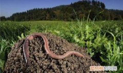 家里养花的土怎么弄，养花没有土，盆里掺点它，花芽呼呼长，再也不用买土