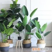 养花的经验，张大爷养花40年，总结5个日常养护“小窍门”，新手也能学会