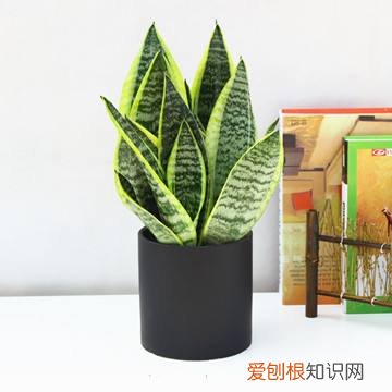 养花的经验，张大爷养花40年，总结5个日常养护“小窍门”，新手也能学会