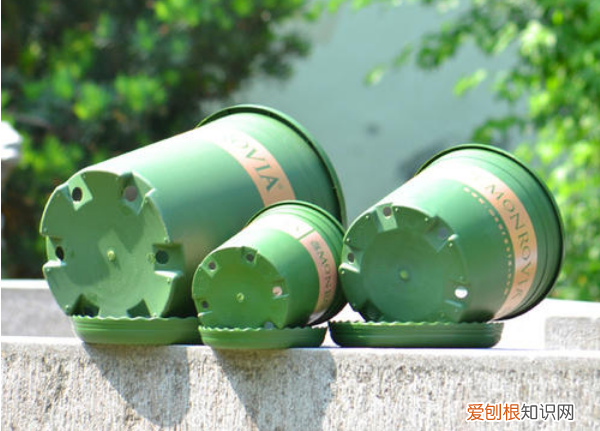 养花的经验，张大爷养花40年，总结5个日常养护“小窍门”，新手也能学会