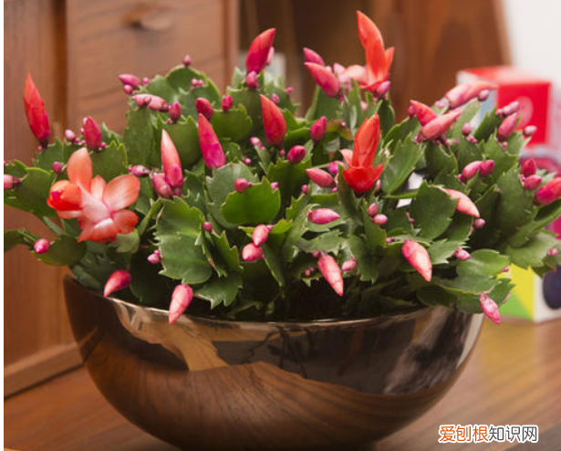 养花的经验，张大爷养花40年，总结5个日常养护“小窍门”，新手也能学会