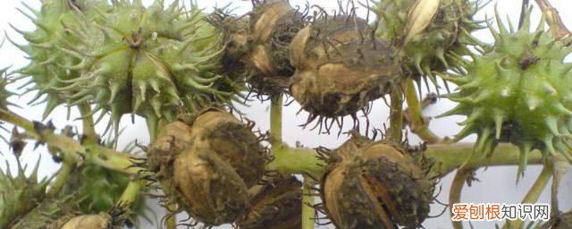 蓖麻子百度百科 蓖麻子的营养价值《蓖麻子有哪些营养成分》