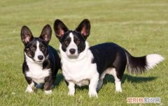 新到家的博美怎么养 博美到新家多久适应