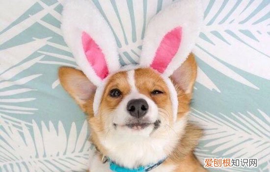 柯基需要天天遛吗，柯基犬要天天遛吗