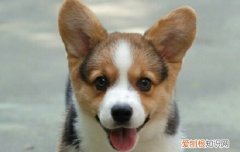 柯基需要天天遛吗，柯基犬要天天遛吗