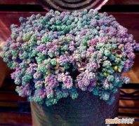 小苏打可以用来养花吗，养花变得轻松的秘诀，一点点小苏打解决你的养花问题