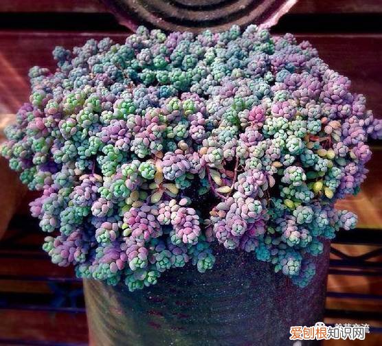 小苏打可以用来养花吗,养花变得轻松的秘诀,一点点小苏打解决你的养花问题