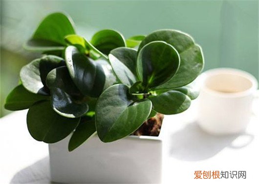 想养花先了解这18种花,养花大神不外传的8大养花秘诀,学会这个啥花都会种!