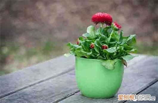 想养花先了解这18种花,养花大神不外传的8大养花秘诀,学会这个啥花都会种!