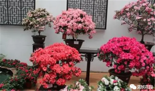 想养花先了解这18种花,养花大神不外传的8大养花秘诀,学会这个啥花都会种!