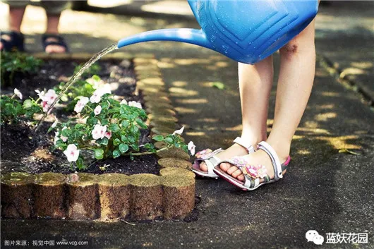 想养花先了解这18种花,养花大神不外传的8大养花秘诀,学会这个啥花都会种!