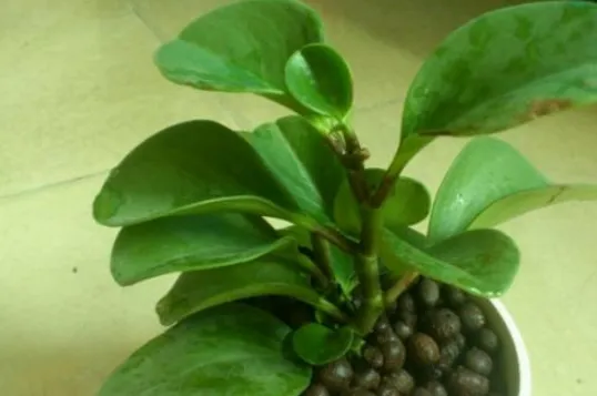 养好花的5种方法，广为流传的养花妙招大全，真的很管用！果断收着