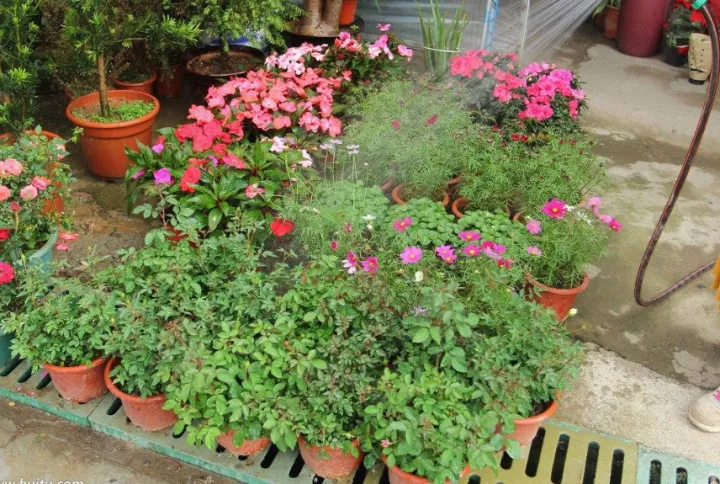 养好花的5种方法，广为流传的养花妙招大全，真的很管用！果断收着