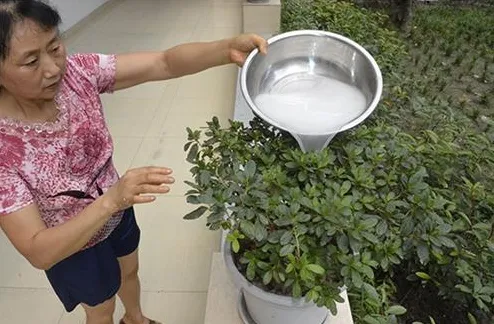 养好花的5种方法，广为流传的养花妙招大全，真的很管用！果断收着