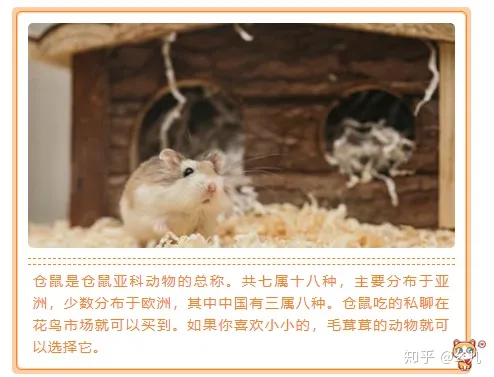 宠物公众号介绍怎么写，宠物类微信公众号文章排版十大经典素材