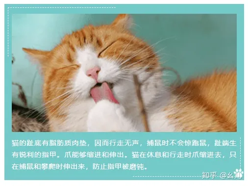 宠物公众号介绍怎么写，宠物类微信公众号文章排版十大经典素材