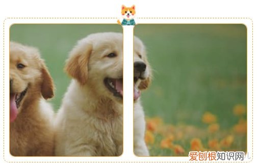 宠物公众号介绍怎么写，宠物类微信公众号文章排版十大经典素材