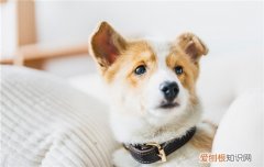 养博美的缺点 养博美的坏处和好处