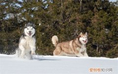 阿拉斯加只认一个主人吗，阿拉斯加只认一个主人吗