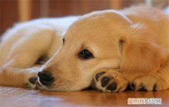 狗狗为什么喜欢趴在主人身上睡觉，狗狗喜欢趴在主人旁边睡觉