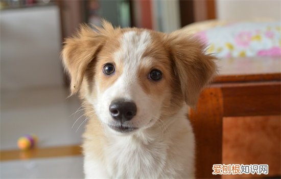 狗耳朵向后贴是开心吗，狗耳朵向后贴什么意思