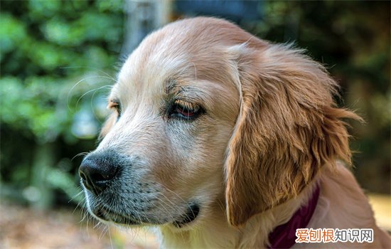 遛狗时狗狗到处闻要制止吗，狗出门到处闻要制止吗