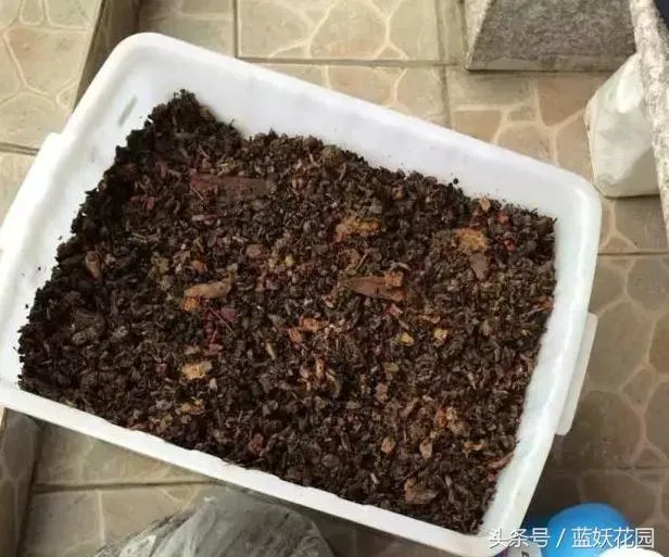 自制花肥太臭怎么办，这5种自制花肥方法，家里人再也不会嫌臭啦！