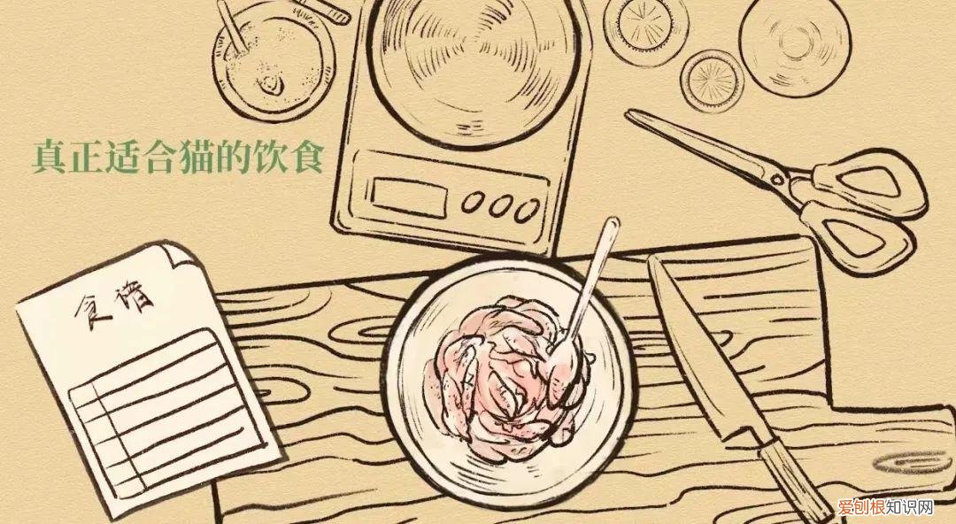 水头宠物公司，头部宠物自媒体「RawMeat」布局湿粮赛道，创立品牌Purrja扑呀