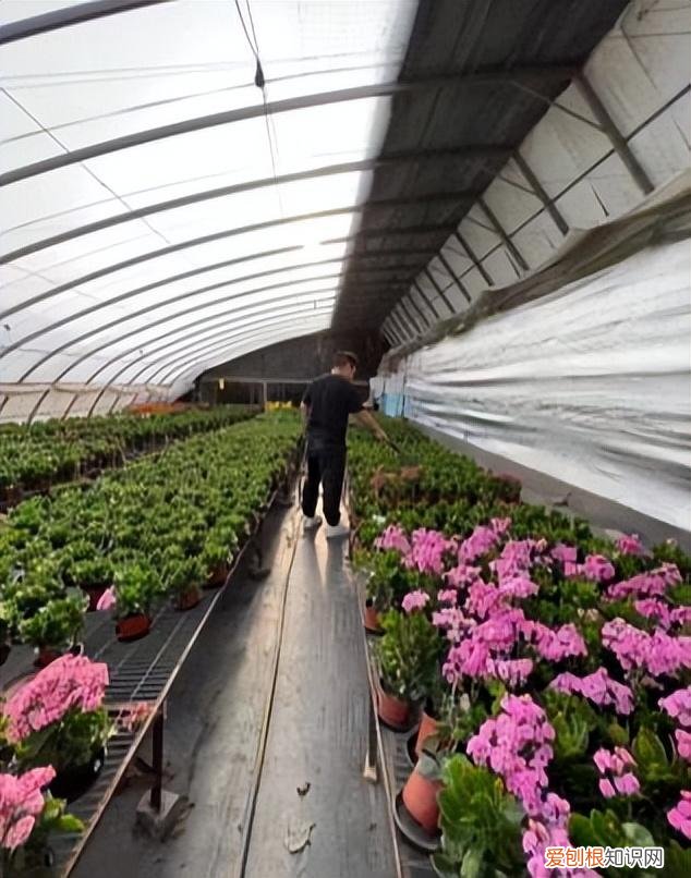 快手年薪30万，从月薪几千到年薪数十万：被快手改变命运的养花少年