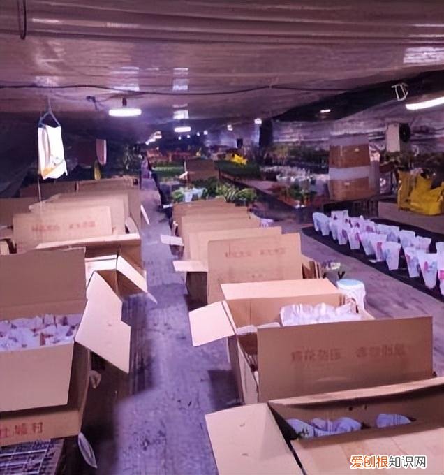 快手年薪30万，从月薪几千到年薪数十万：被快手改变命运的养花少年