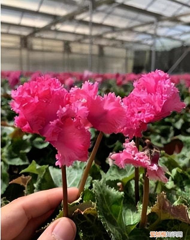 快手年薪30万，从月薪几千到年薪数十万：被快手改变命运的养花少年