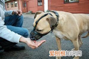 警告:“小区已经申领2000包毒狗粮,毒死狗后果自负!”,小区毒狗事件最新版