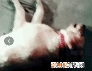 警告:“小区已经申领2000包毒狗粮,毒死狗后果自负!”,小区毒狗事件最新版