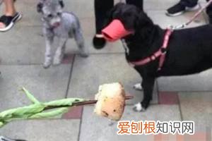 警告:“小区已经申领2000包毒狗粮,毒死狗后果自负!”,小区毒狗事件最新版